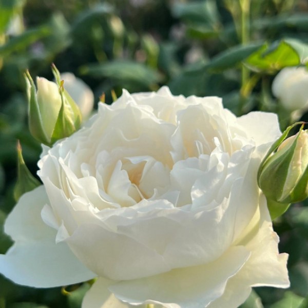 Ф-116 - Роза в саксия 7 л