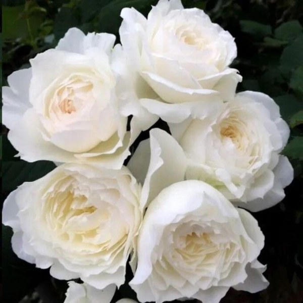 Ф-116 - Роза гол корен