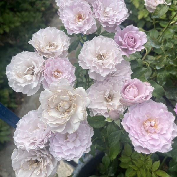 Ф-117 - Роза в саксия 3 л