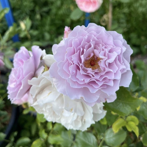 Ф-117 - Роза в саксия 7 л