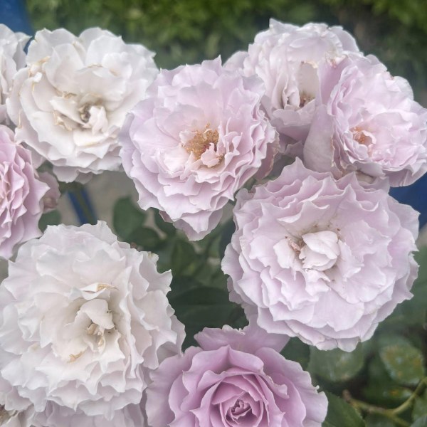 Ф-117 - Роза гол корен