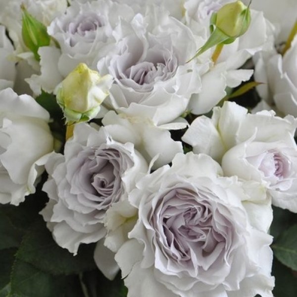 Ф-120 - Роза в саксия 3 л