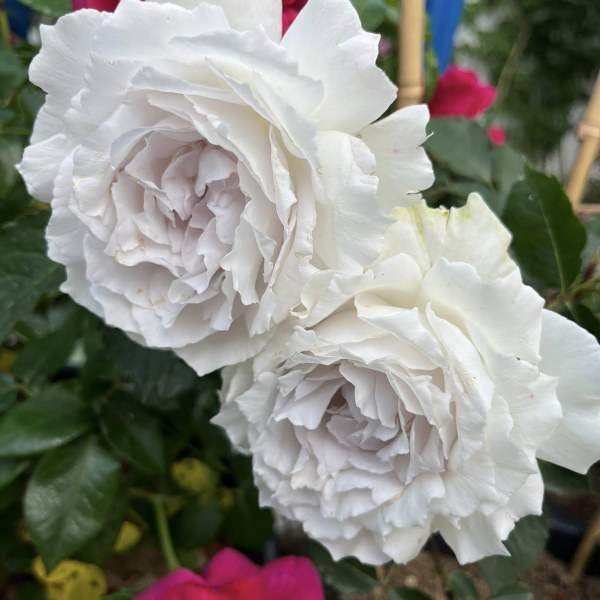 Ф-120 - Роза в саксия 7 л