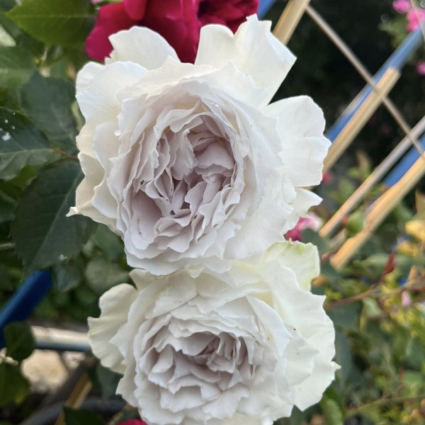 Ф-120 - Роза гол корен