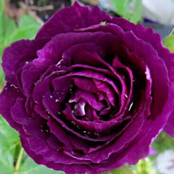 Ф-130 - Роза в саксия 3 л