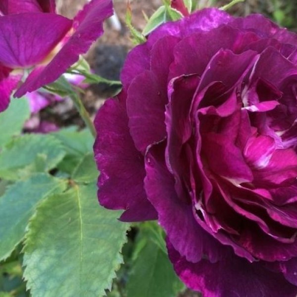 Ф-130 - Роза в саксия 7 л