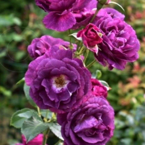 Ф-130 - Роза гол корен