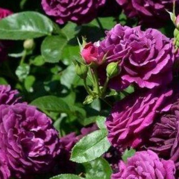 Ф-130 - Щамроза  в саксия 5 л