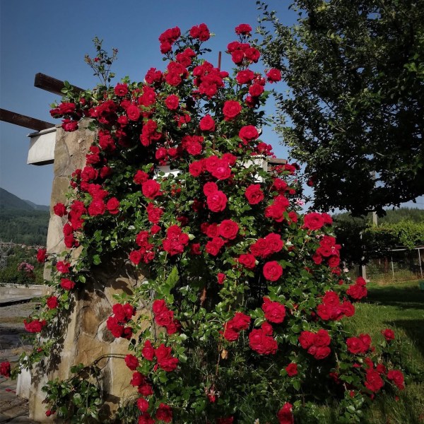 К-001 - Роза в саксия 3 л