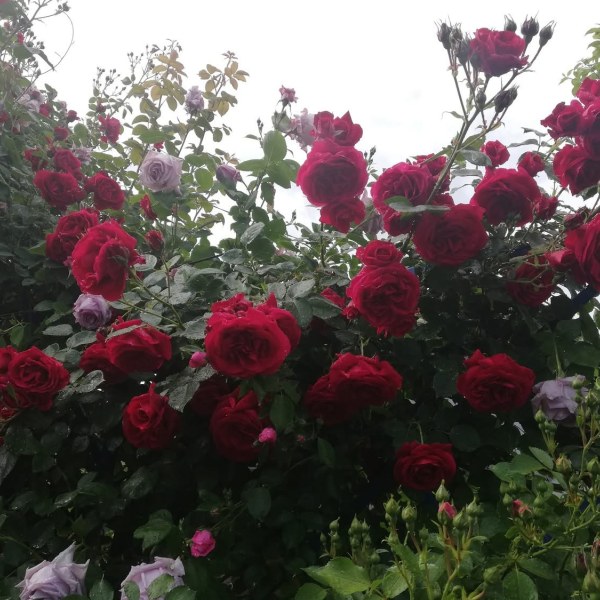 К-001 - Роза в саксия 7 л