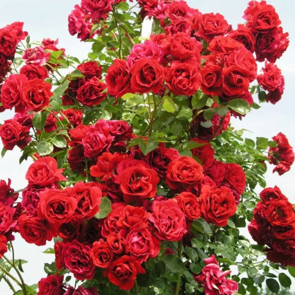 К-001 - Роза гол корен