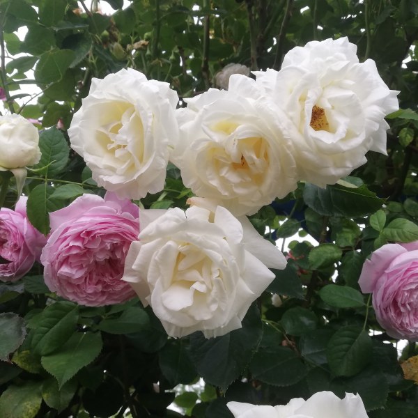 К-002 - Роза в саксия 3 л