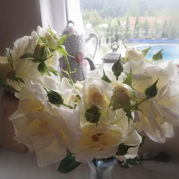 К-002 - Роза в саксия 7 л