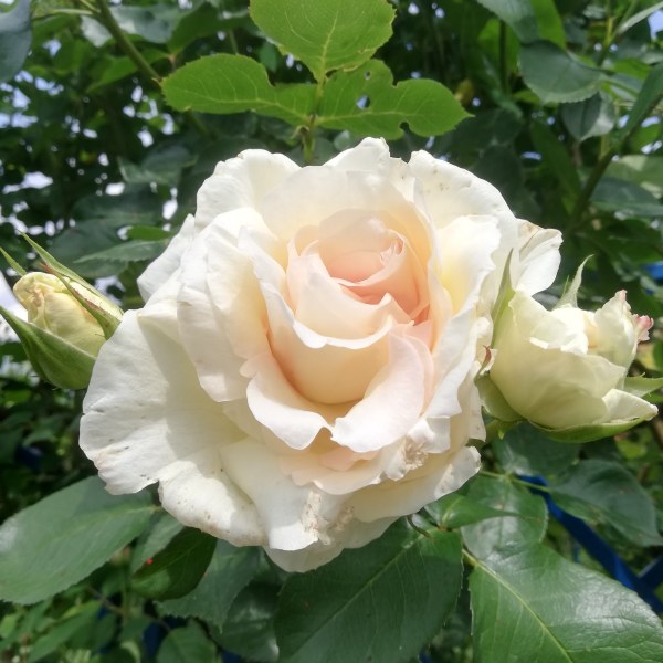 К-002 - Роза гол корен