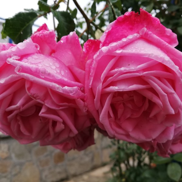 К-007 - Роза в саксия 3 л