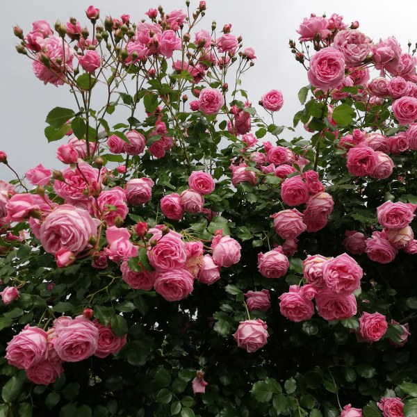 К-007 - Роза в саксия 7 л