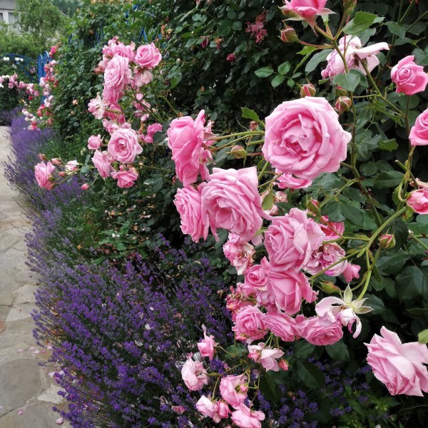 К-007 - Роза гол корен