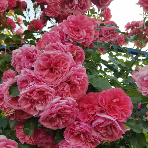 К-008 - Роза в саксия 3 л