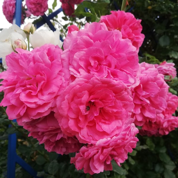 К-008 - Роза в саксия 7 л