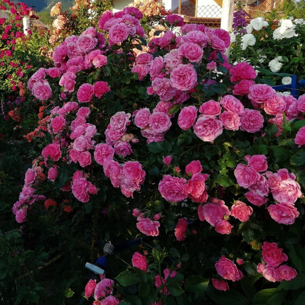 К-008 - Роза гол корен