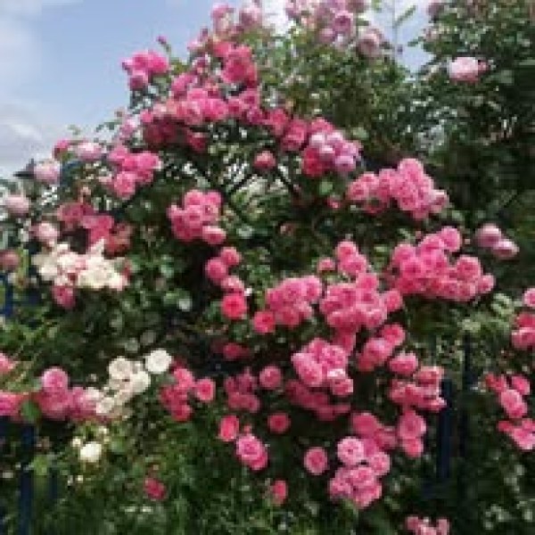 К-008 - Щамроза в саксия