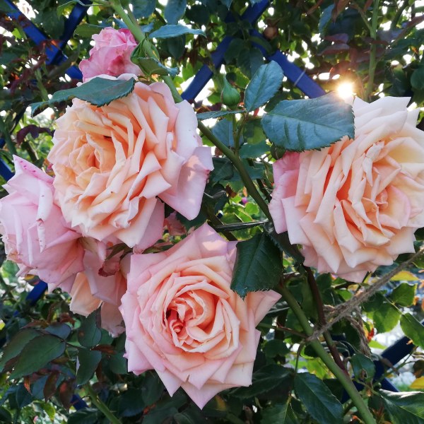 К-009 - Роза в саксия 3 л