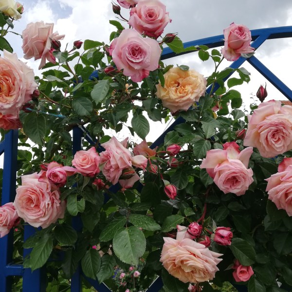 К-009 - Роза в саксия 7 л