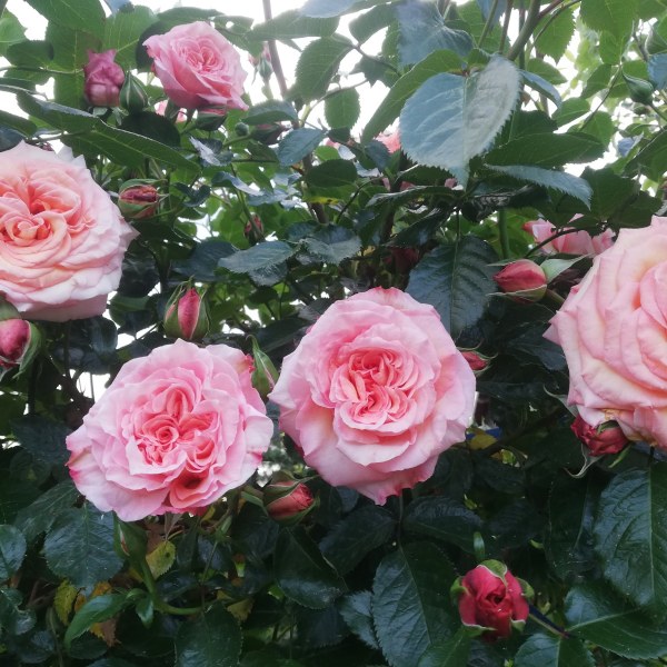 К-009 - Роза гол корен