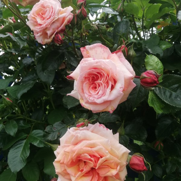 К-009 - Щамроза в саксия