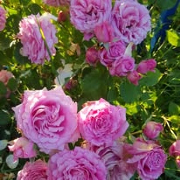 К-010 - Роза в саксия 3 л