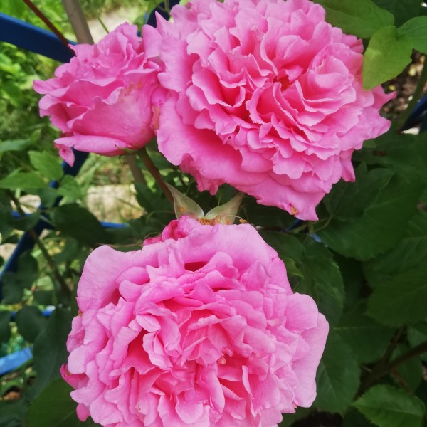 К-010 - Роза в саксия 7 л