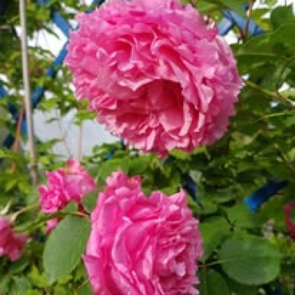 К-010 - Роза гол корен