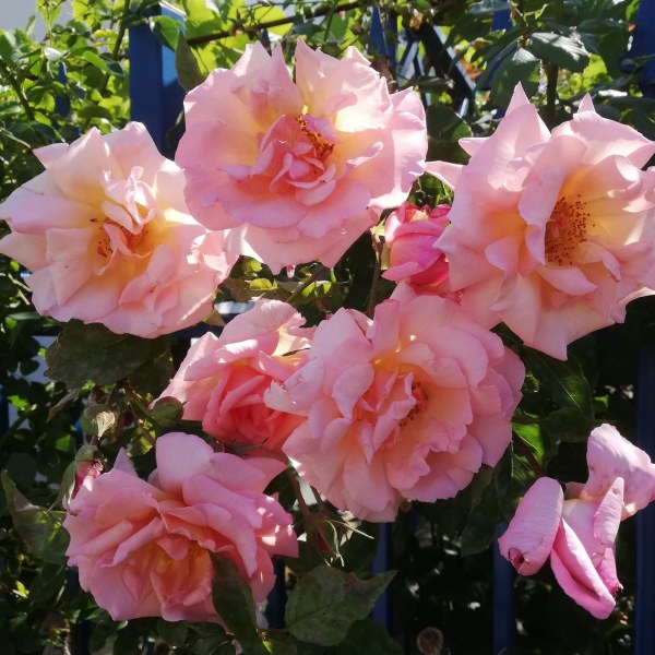 К-011 - Роза в саксия 3 л