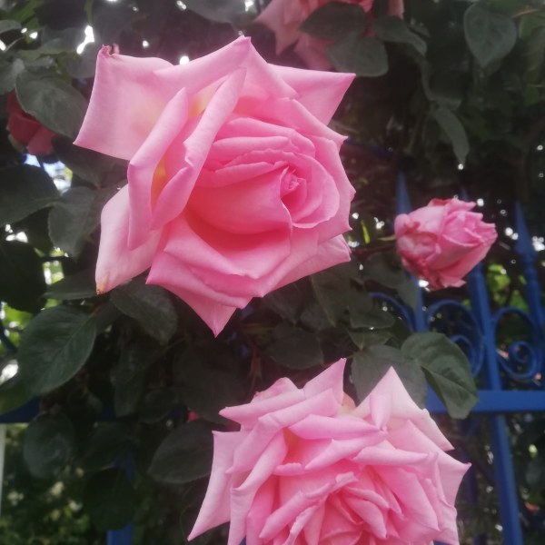 К-011 - Роза в саксия 7 л