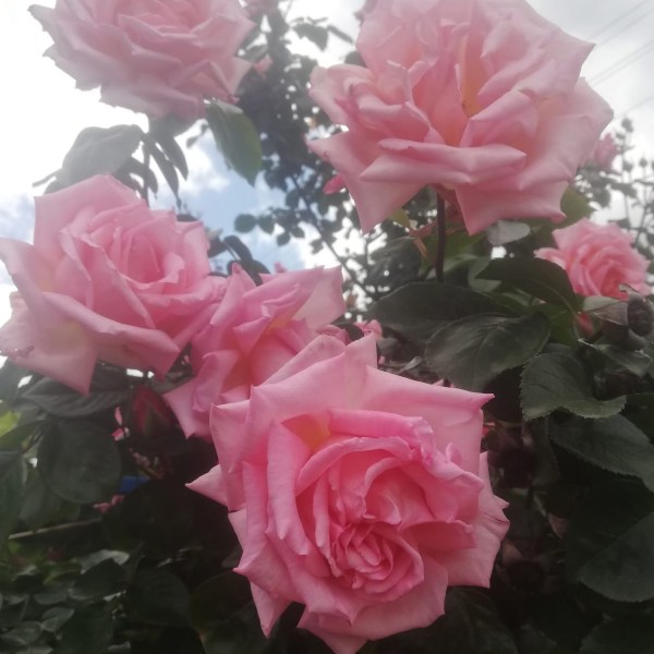 К-011 - Роза гол корен