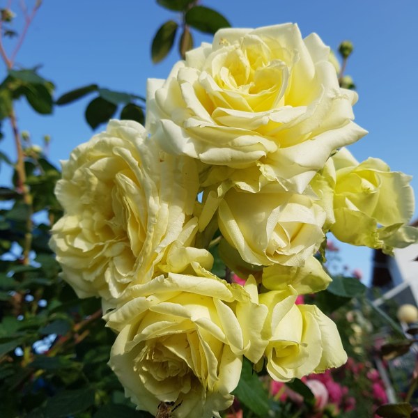 К-013 - Роза в саксия 3 л