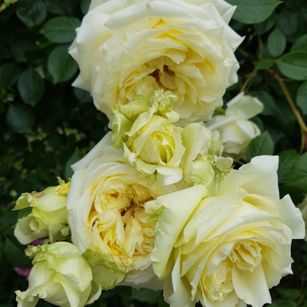 К-013 - Роза в саксия 7 л