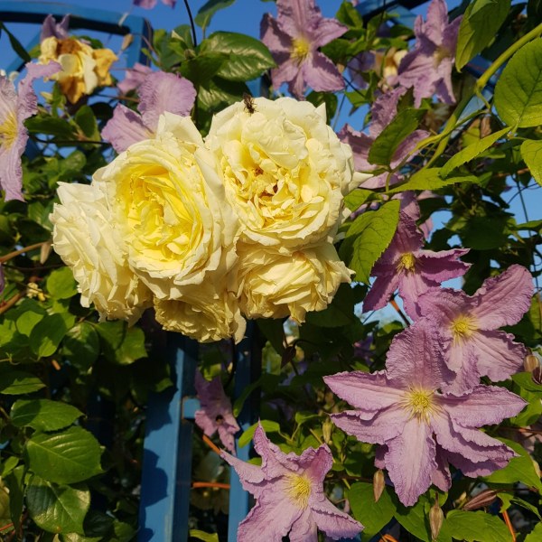 К-013 - Роза гол корен