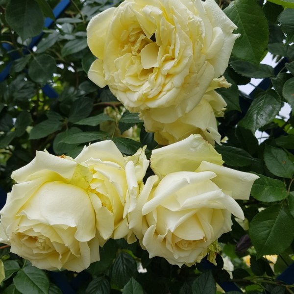 К-013 - Щамроза  в саксия 5 л