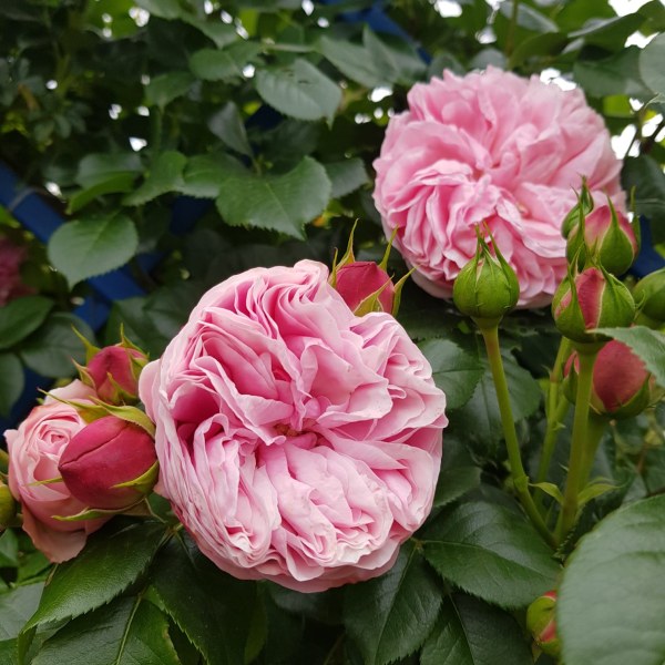 К-014 - Роза в саксия 3 л