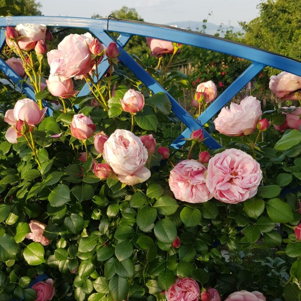 К-014 - Роза в саксия 7 л