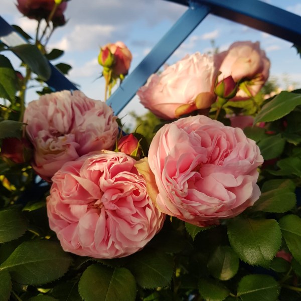 К-014 - Роза гол корен