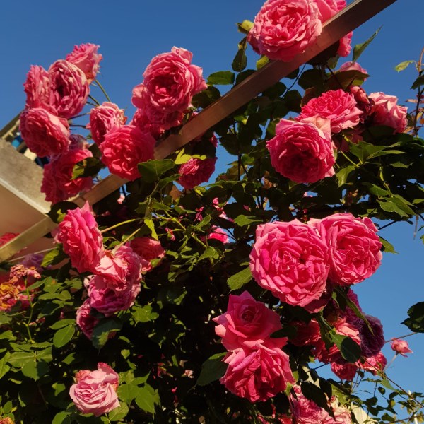 К-015 - Роза в саксия 3 л