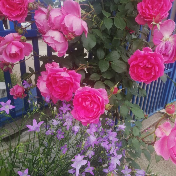 К-015 - Роза в саксия 7 л