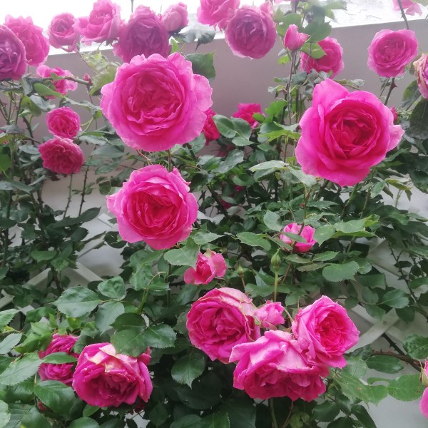 К-015 - Роза гол корен