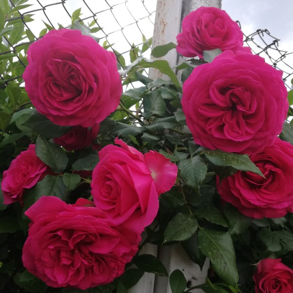 К-016 - Роза в саксия 3 л