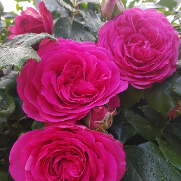 К-016 - Роза в саксия 7 л