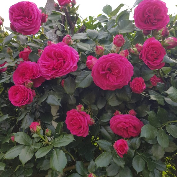 К-016 - Роза гол корен