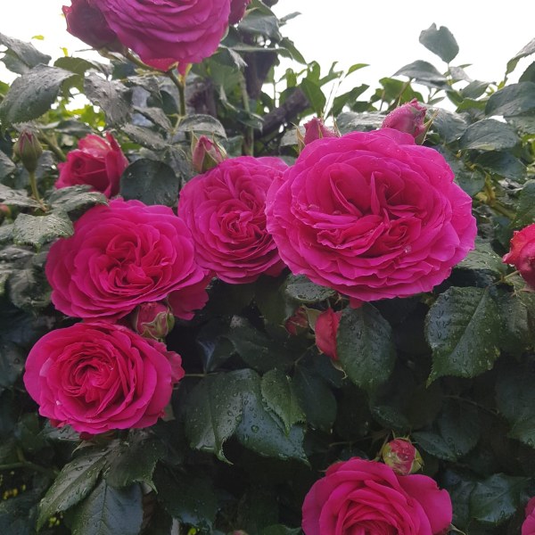 К-016 - Щамроза  в саксия 5 л