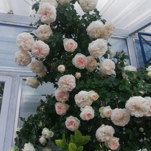 К-018 - Роза в саксия 3 л